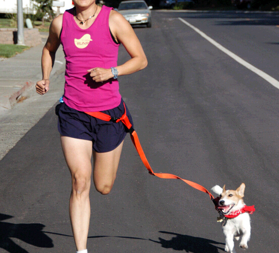Running leashes for dogs, Run dog leash, dog leash for run